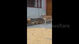Clever golden retrievers help owners hang bamboo baskets and carry corn in China