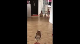 Baby develops hilarious bum crawl to reach ice cream lolly