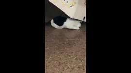 Sneaky cat steals umbrella and runs down hall