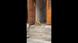 Pet dog uses his pooch friend as makeshift seat