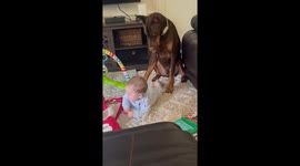 Red Doberman Pinscher keeps close watch as baby boy enjoys tummy time