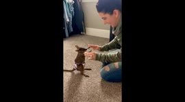 Baby Wallaby Tests Out Boxing Skills