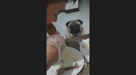 Pug looks sad watching owner eat fried chicken