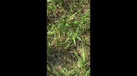wasp jumps on gigantic dragonfly’s tail, attacks it, as dragonfly thrashers and bucks for its life