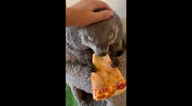 Pet Groundhog Pizza Party
