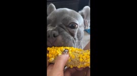 ASMR Pup devours corn on the cob with delight