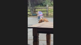 Girl Pushes Chicken in a Stroller