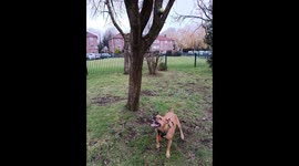 Max, a spirited golden retriever, loved his bright red ball more than anything else in the world. One sunny afternoon, while playing fetch with his owner, Emily, he launched the ball into the air with every ounce of his strength. Unfortunately, it flew hi