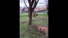 Max, a spirited golden retriever, loved his bright red ball more than anything else in the world. One sunny afternoon, while playing fetch with his owner, Emily, he launched the ball into the air with every ounce of his strength. Unfortunately, it flew hi