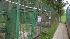 Global animal welfare NGO Four Paws launches petition to save restaurant bears in Slovenia