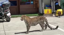 Leopard wandering through streets evacuated in China