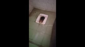 Dozens of snakes found in women's toilet in India