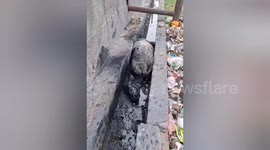 JCB rescues cow stuck in drain in India