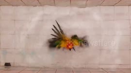 Pet parrot relaxes in bath