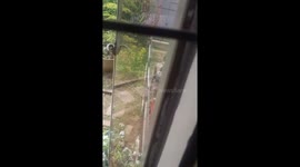 Pet dogs catch 'thief' sneaking in their owner's yard