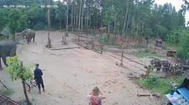 Elephant runs over to woman he remembers from previous trip