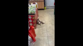 Long day! Tired cat slumps against shop shelf