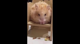 Hamster's house collapses around him