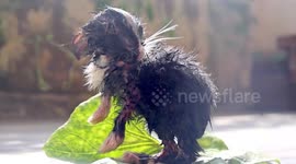Drenched baby rabbit caught in rain adorably cleans himself