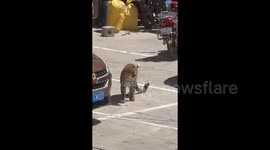 Leopard caught strolling on streets in southern China