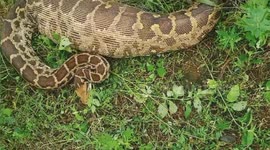 Huge python regurgitates antelope leaving Indian locals shocked