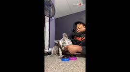 Adorable French Bulldog keeps cutting owner off by spamming buzzer to demand treats