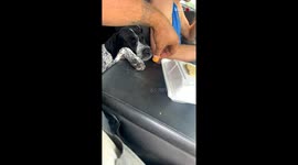 Sleepy dog’s nap is too deep to notice tater tots until a gentle wake-up call