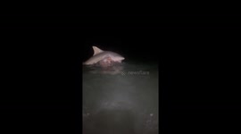 Two people lift and release shark in St. Petersburg, Florida