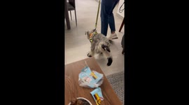 Dog walks funny in shoes
