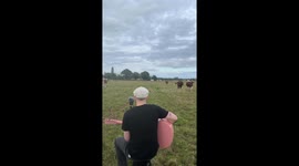 Cows gather as guitarist sings near them in France