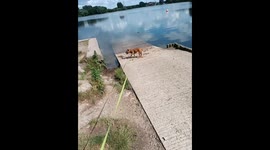 The dog haven't been around a water area in a while and got the chance to today he's so excited to be there