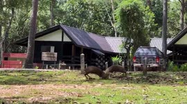 Hog deers lock horns in duel for territory at Thai animal sanctuary