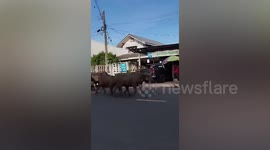 Escaped buffaloes wander into road and causes traffic jam