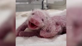 Germany: Berlin Zoo Reveals That Newborn Giant Panda Twins Are Both Female