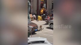 Leopard stuns crowds as it roams busy neighbourhood in China