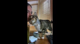 Clingy Coned Cat Wants Cuddles