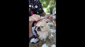 Chihuahua is non-plussed by her cute accessories