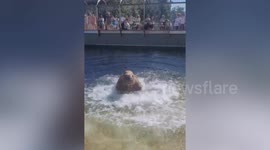 Capricious chubby walrus growls and shoots a water at zookeeper instead of following commands