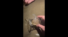 Crab burrows into sand as its released