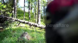 Stubborn black woodpecker trashes wildlife camera trap by repeatedly pecking lens