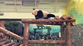 Clumsy little panda proudly carries a basket but falls on furry bottom not seeing where to step