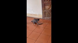 Curious cat pins down monitor lizard while toying with reptile