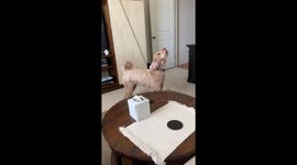 Dog Hates Slow Ceiling Fan
