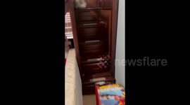 Maine Coon Munches On Powdery Chips