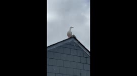 Seagull Says Wow
