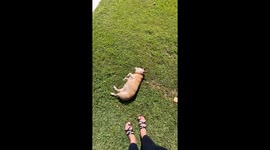 Elderly Dog Refuses To Leave Warm Sun