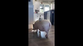 Chicken Perches On Mini Pig