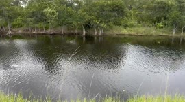 Florida man on bike ride along Everglade Canal spots, massive gator, protecting her young