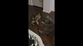 Kung fu cats fighting British Shorthair cat Scooter and Scottish Straight Bonnie