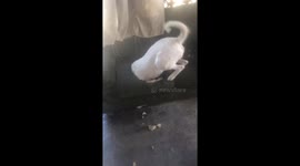 Dog Digs for Gold in Couch